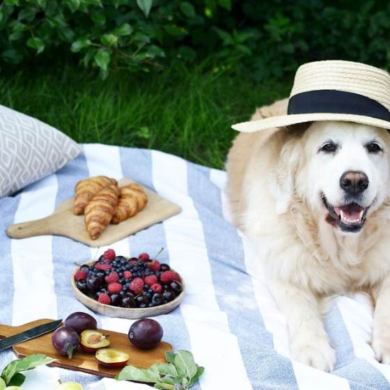 picnic pet friendly