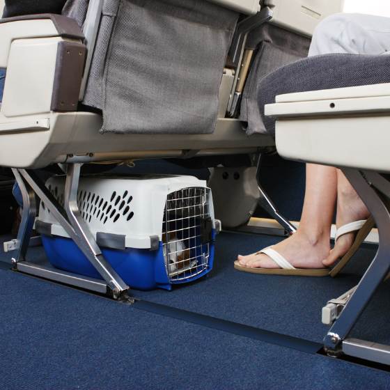 Transportadora para viajar con perro en avión